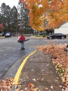 Seasonal Clean Up