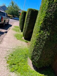 Trees Trimming